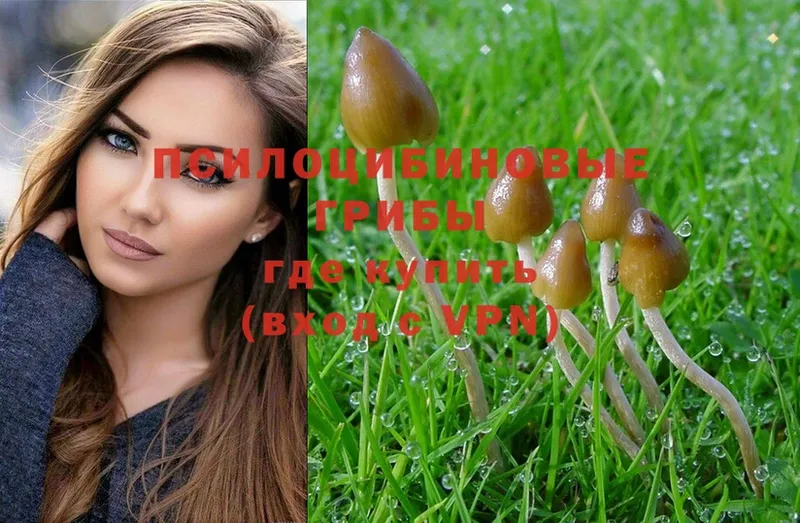 Псилоцибиновые грибы Psilocybe  Краснозаводск 